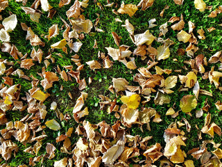 Dry yellowish leaves on green grass