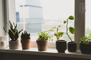 Set of the easiest houseplants you can grow. Plants on a window sill