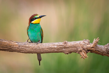 Colorful bird and its hunt. Yellow green nature background. Bird: European Bee eater. Merops apiaster. 