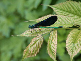 Green darner dragonfly