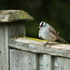 White crested sparrow