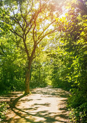 Obraz premium Beautiful and peaceful of natural trekking trail with golden sunlight shining thru branches of green trees that covering pathway, perfect shadow reflection scene in spring-summer. Vertical landscape.