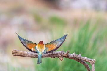 Colorful bird and its hunt. Yellow green nature background. Bird: European Bee eater. Merops apiaster. 
