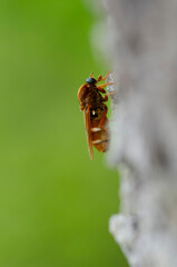 Coenomya ferruginea sitting on bark