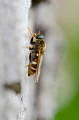 Coenomya ferruginea sitting on bark