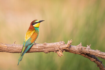 Colorful bird and its hunt. Yellow green nature background. Bird: European Bee eater. Merops apiaster. 