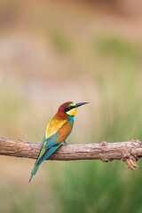 Colorful bird and its hunt. Yellow green nature background. Bird: European Bee eater. Merops apiaster. 