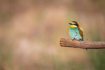 Colorful bird and its hunt. Yellow green nature background. Bird: European Bee eater. Merops apiaster. 