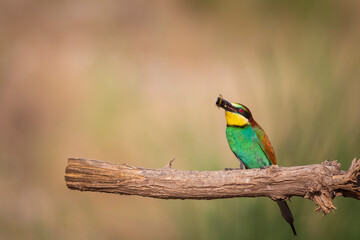 Fototapeta premium Colorful bird and its hunt. Yellow green nature background. Bird: European Bee eater. Merops apiaster. 