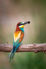 Colorful bird and its hunt. Yellow green nature background. Bird: European Bee eater. Merops apiaster. 