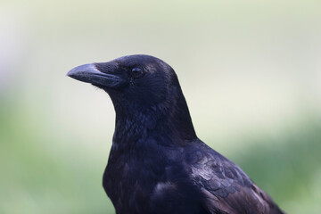 Carrion crow Corvus corone during winter time