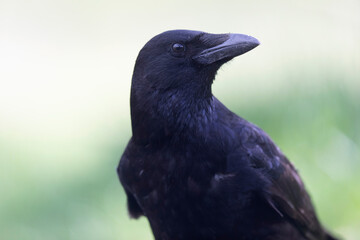 Carrion crow Corvus corone during winter time