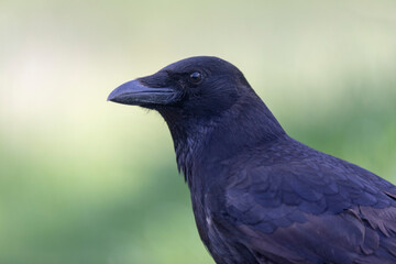 Carrion crow Corvus corone during winter time