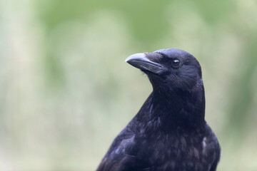 Carrion crow Corvus corone during winter time