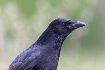 Carrion crow Corvus corone during winter time