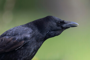 Carrion crow Corvus corone during winter time