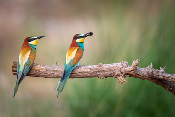Colorful bird and its hunt. Yellow green nature background. Bird: European Bee eater. Merops apiaster. 