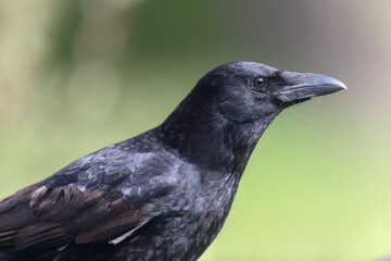 Carrion crow Corvus corone during winter time
