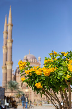 Bush of yellow Tekoma stans on the background of Muslim mosque with minarets, vertical orientation. Religion. Islam