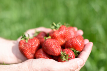 Blurred red ripe strawberries in big man's open palms on a blurry background of green grass. Gathering. Text space. Closely.