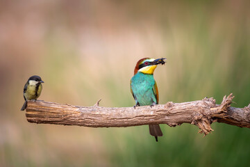 Colorful bird and its hunt. Yellow green nature background. Bird: European Bee eater. Merops apiaster. 