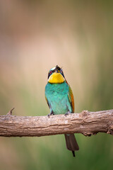 Colorful bird and its hunt. Yellow green nature background. Bird: European Bee eater. Merops apiaster. 