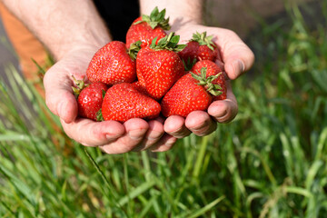 Harvesting ripe strawberries. Full handfuls of red fresh berries in man's palms against green...