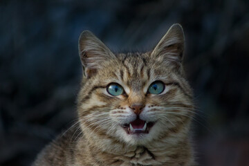 Fototapeta na wymiar Lovely cat with cute fangs