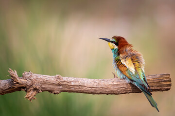 Obraz premium Colorful bird and its hunt. Yellow green nature background. Bird: European Bee eater. Merops apiaster. 