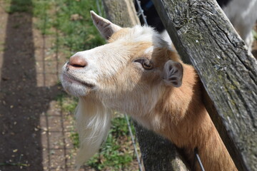 portrait of a goat