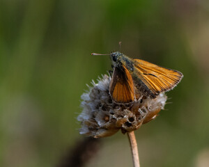 Small Skipper open Wings