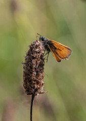 Small Skipper side view