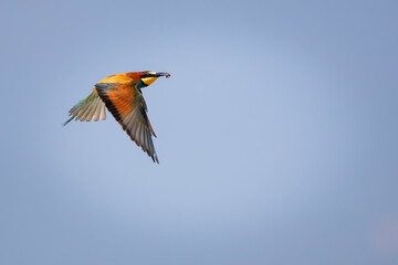 Colorful bird and its hunt. Yellow green nature background. Bird: European Bee eater. Merops apiaster. 