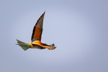 Colorful bird and its hunt. Yellow green nature background. Bird: European Bee eater. Merops apiaster. 
