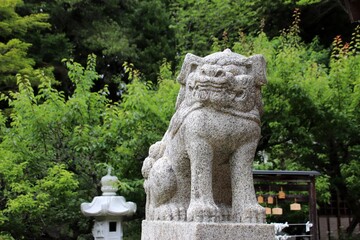 Fototapeta na wymiar 宗像市の八所宮の狛犬