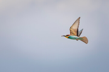 Colorful bird and its hunt. Yellow green nature background. Bird: European Bee eater. Merops apiaster. 