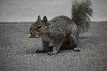 squirrel eating nut