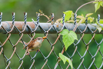 Carolina wren on a chain link fence with a June bug in its beak