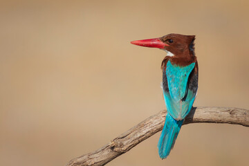 Colorful bird. Yellow nature background. White throated Kingfisher. 