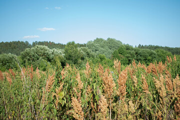 field of corn