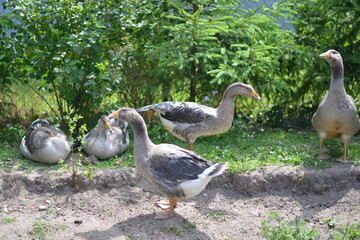 Geese in the garden