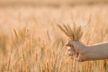 A man holds golden ears of wheat against the background of a ripening field. Farmer's hands close-up. The concept of planting and harvesting a rich harvest. Rural landscape at sunset. © Юлия Клюева