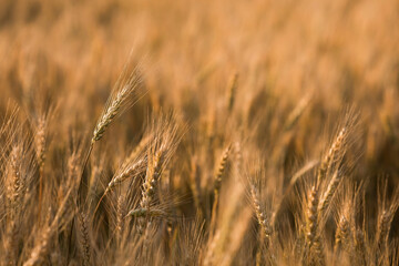 Golden ears of wheat on the background of a ripening field. Agricultural plant close-up. The concept of planting and harvesting a rich harvest. Rural landscape at sunset.