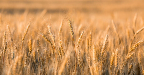 Golden ears of wheat on the background of a ripening field. Agricultural plant close-up. The concept of planting and harvesting a rich harvest. Rural landscape at sunset.