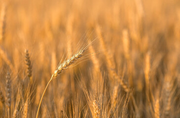 Golden ears of wheat on the background of a ripening field. Agricultural plant close-up. The concept of planting and harvesting a rich harvest. Rural landscape at sunset.