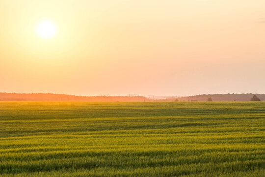 Rural landscape at sunset. A beautiful panorama of the outgoing sun. A ripening field of rye in the foreground. © Юлия Клюева