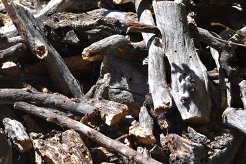 Wood pile cut for firewood