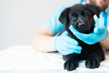 two cute fluffy German Shepherd puppy on veterinarian's hands. vet examines the dog. banner with...
