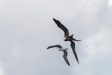 Frigate bird fighting with gannet. Birds fighting in sky.