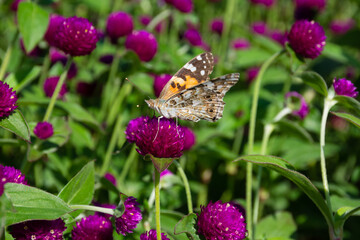 Orange butterfly on purple flowers